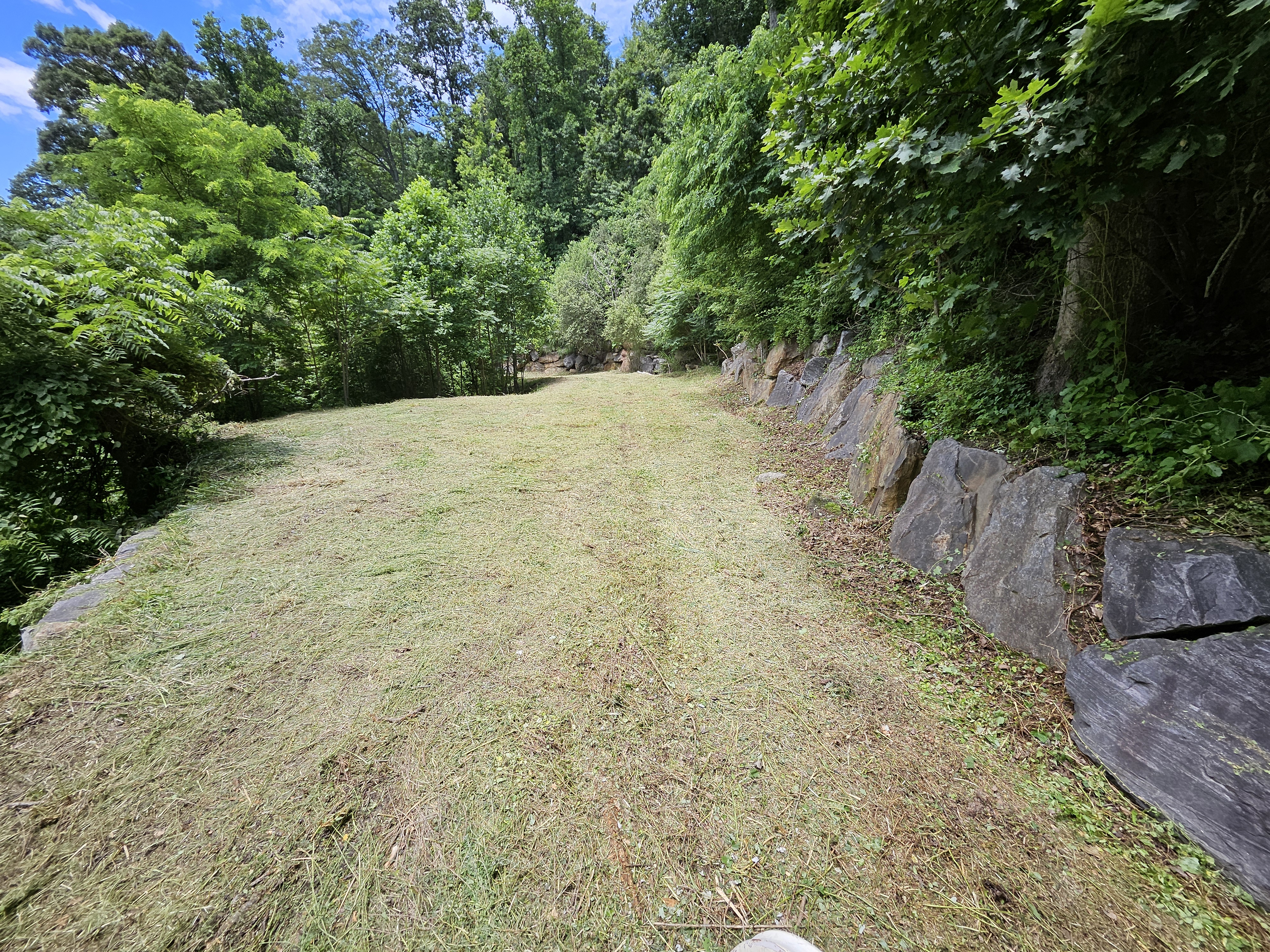 Overgrown Yard Cleanup